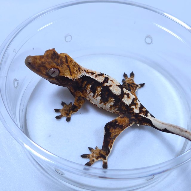 노멀 트라이 텐저린