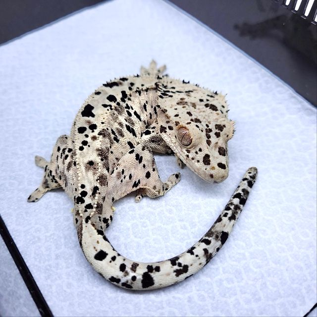 달마시안 슈퍼달마시안