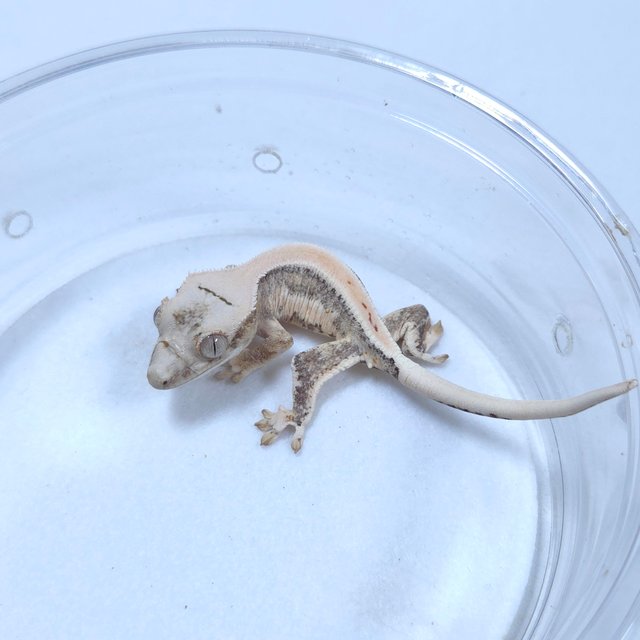 릴리화이트 크림시클