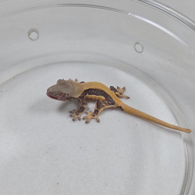 릴리화이트 솔리드백