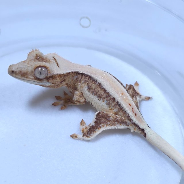 릴리화이트 크림시클