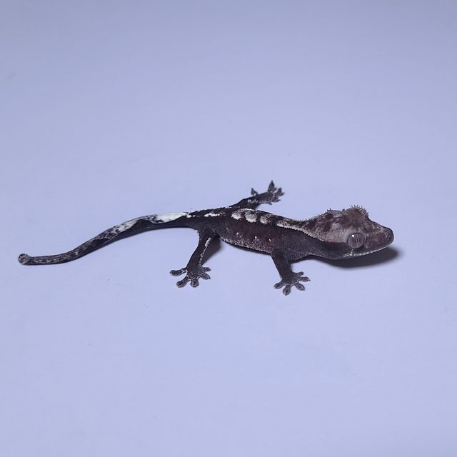 아잔틱