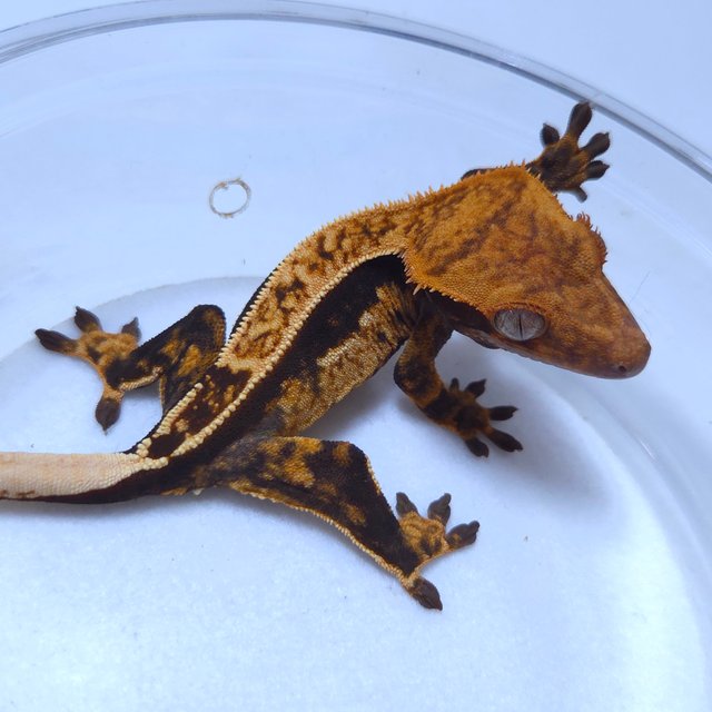 노멀 트라이 쿼드