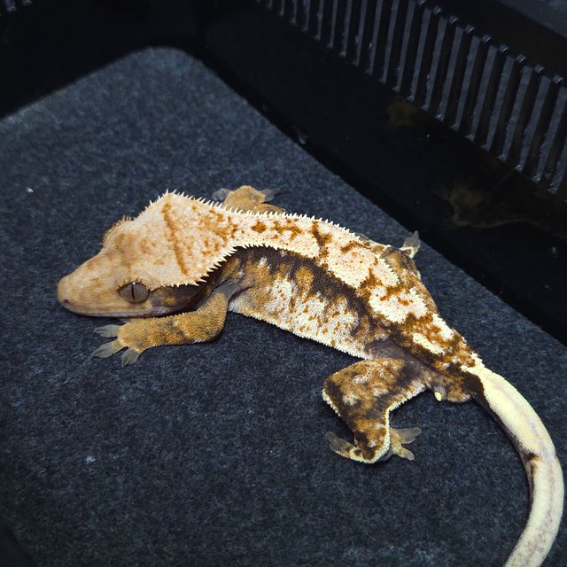 노멀 트라이 텐저린