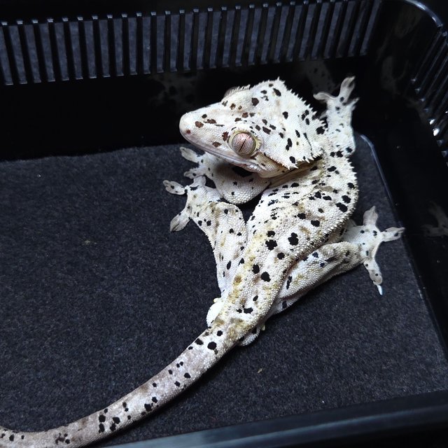 슈퍼달마시안 달마시안