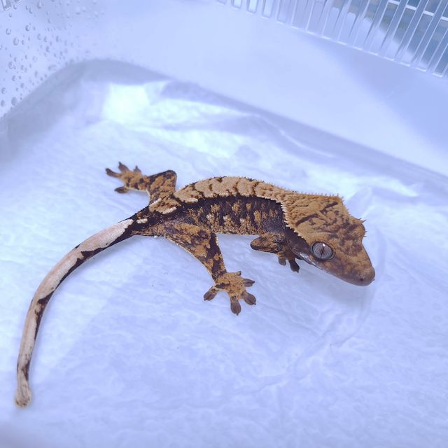 노멀 트라이 화이트스팟 레이지