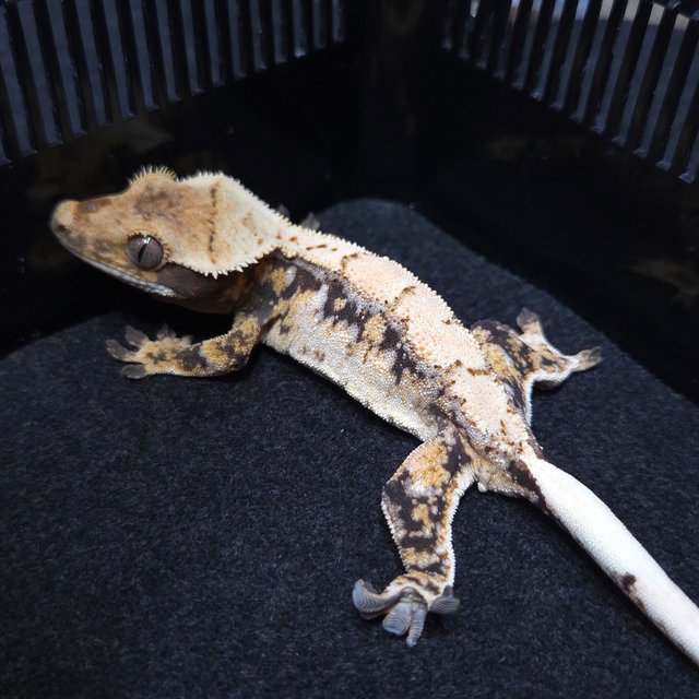 노멀 트라이 드리피