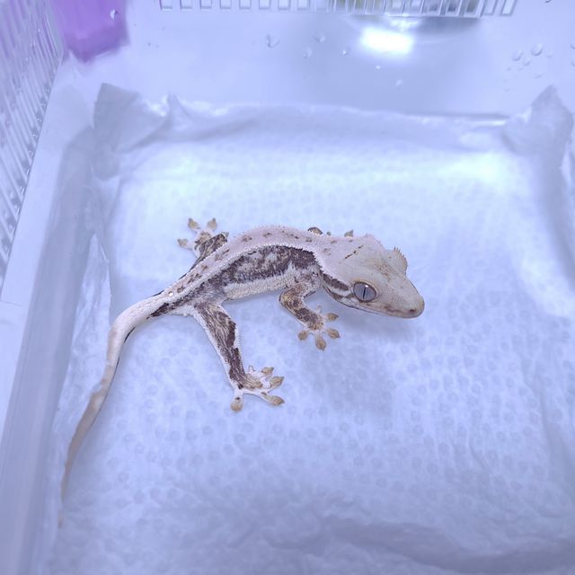 릴리화이트 판다