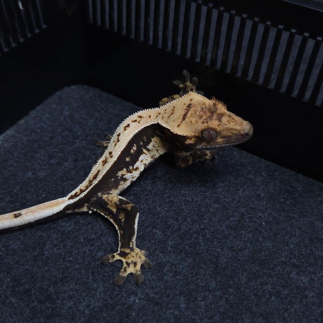 노멀 블랙 쿼드