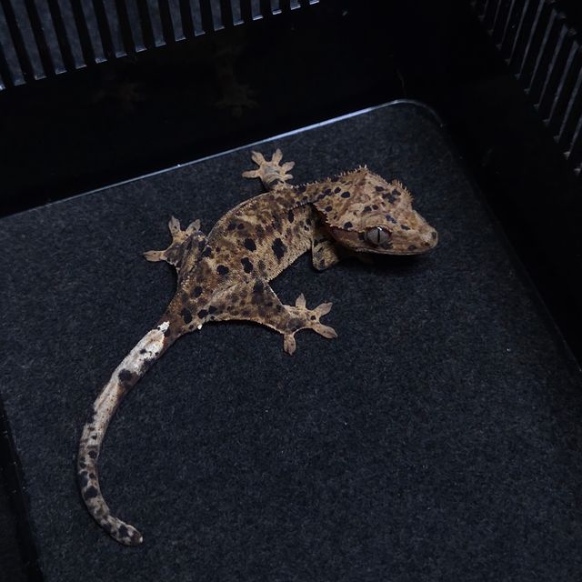 슈퍼달마시안