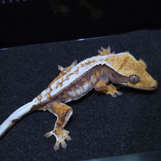 노멀 트라이 드리피 텐저린 레이지