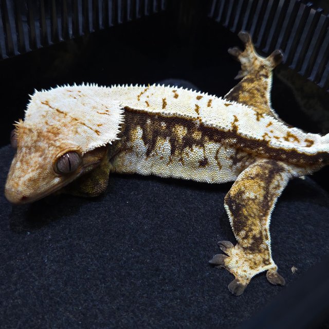 노멀 트라이 익스트림할리퀸 레이지