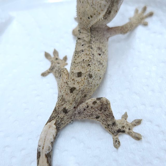 달마시안 슈퍼달마시안