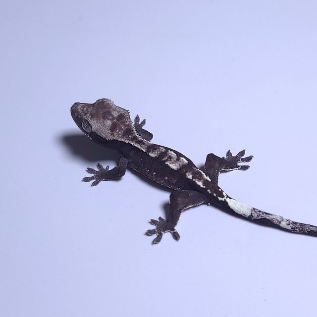 아잔틱