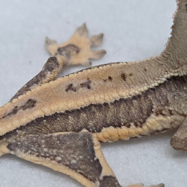 릴리화이트 크림시클