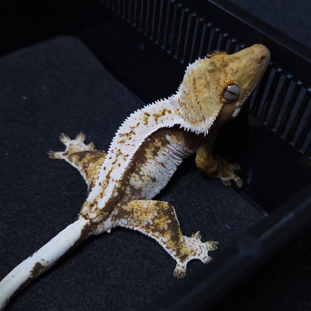 노멀 트라이 쿼드