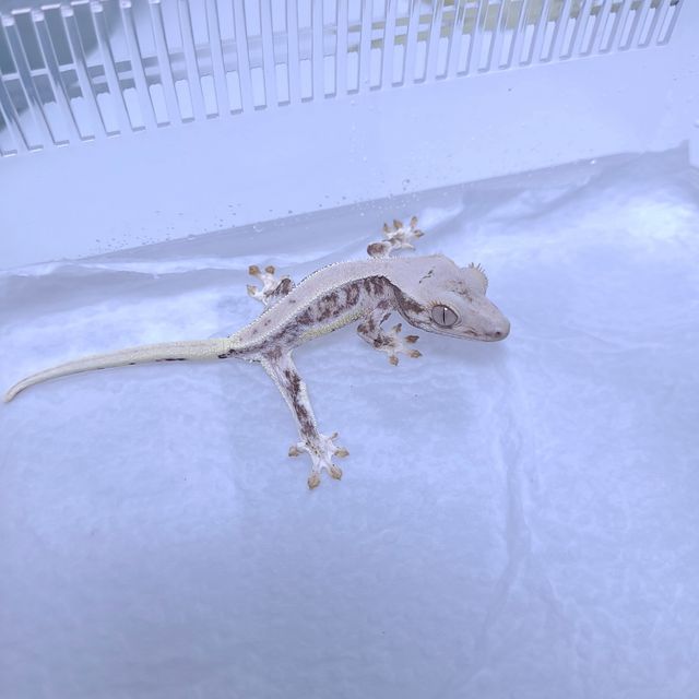 판다 릴리화이트