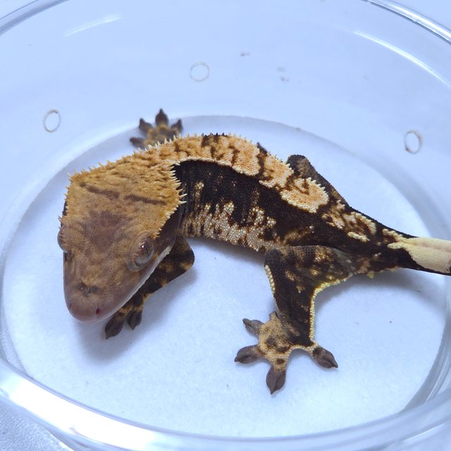 노멀 블랙 화이트