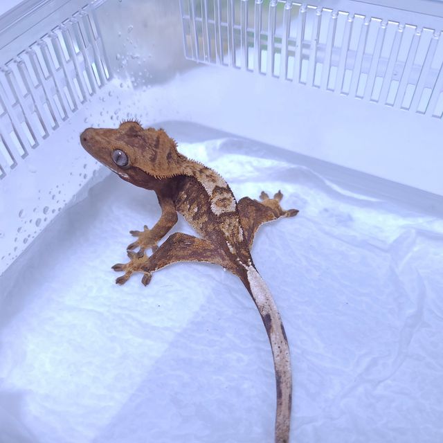 트라이 레이지