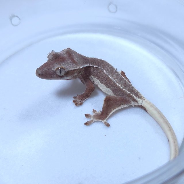 릴리화이트 팬텀 레드