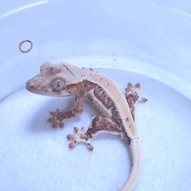 릴리화이트 크림시클