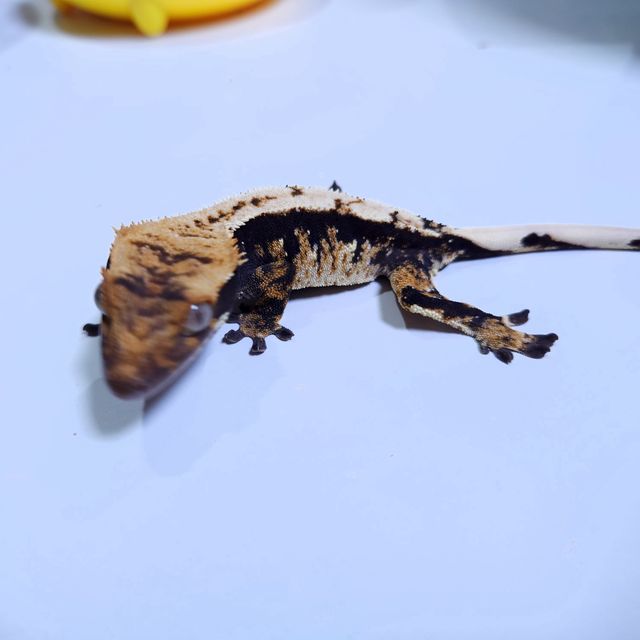 노멀 트라이 할리퀸