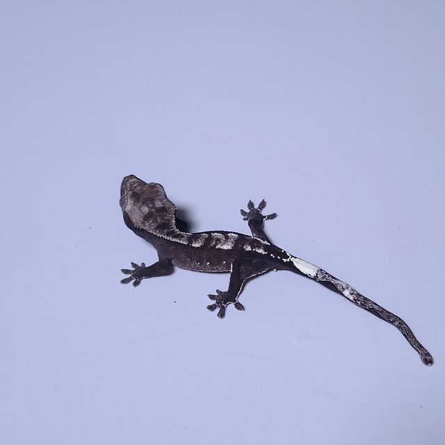 아잔틱
