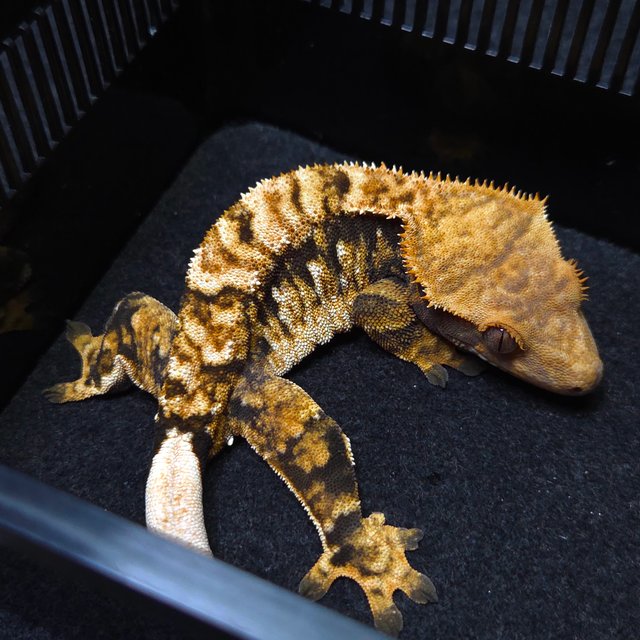 노멀 트라이 익스트림할리퀸