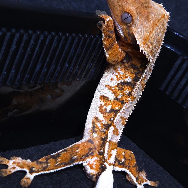 노멀 트라이 텐저린 화이트