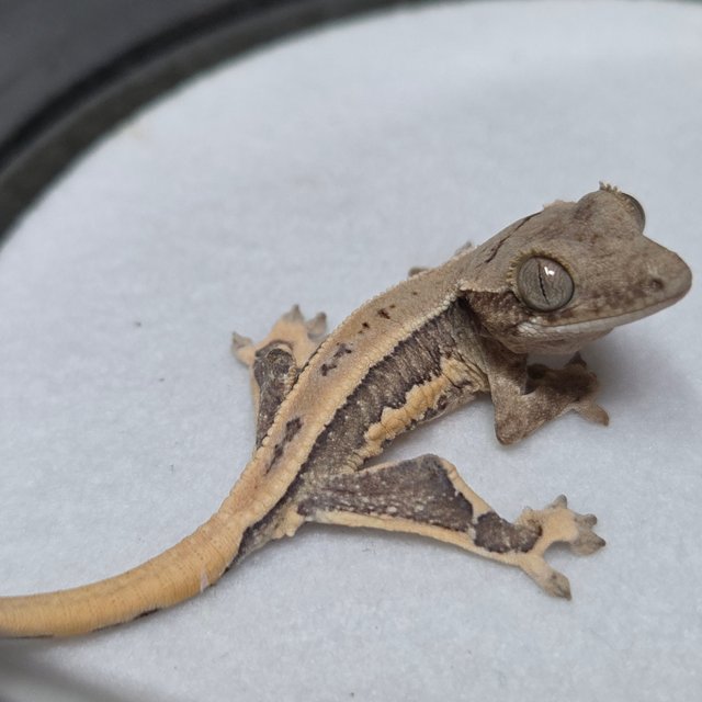 릴리화이트 크림시클