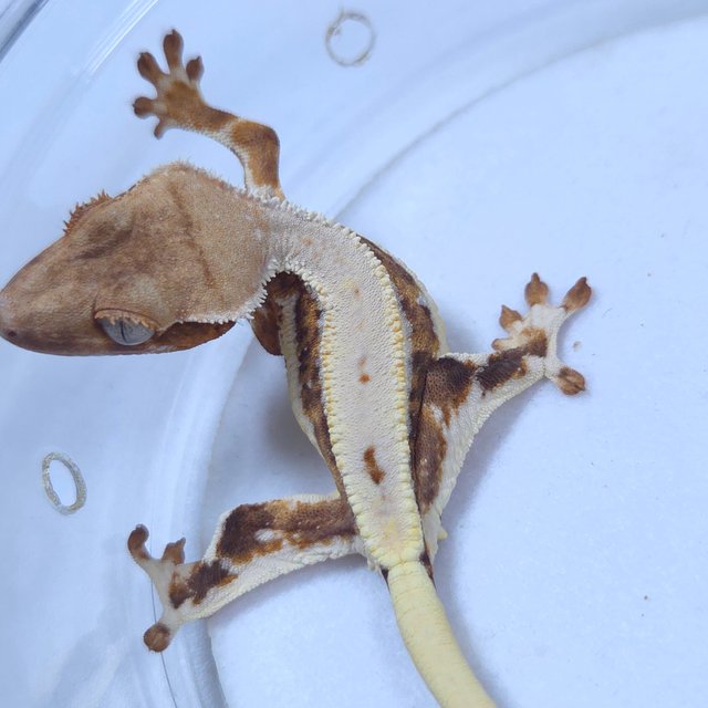 릴리화이트 크림시클