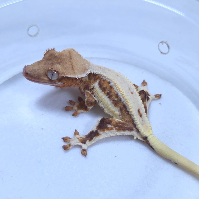 릴리화이트 크림시클