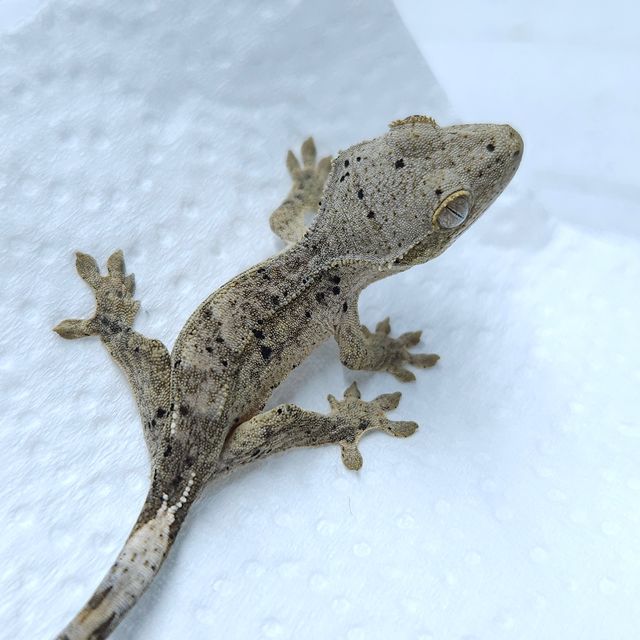 달마시안
