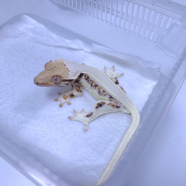 릴리화이트 판다