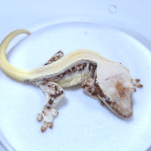 릴리화이트 솔리드백