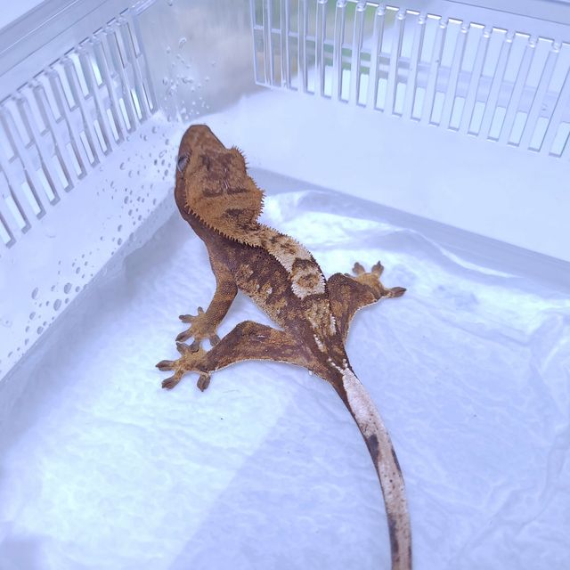 트라이 레이지