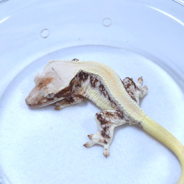 릴리화이트 솔리드백