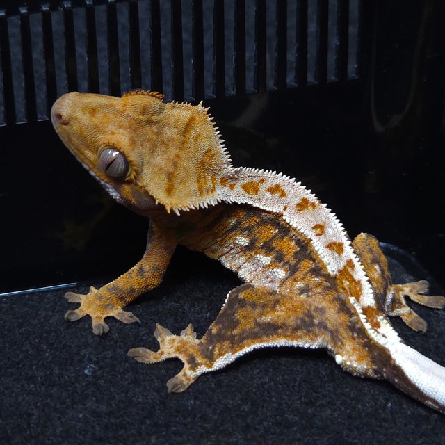 노멀 트라이 드리피 텐저린 레이지