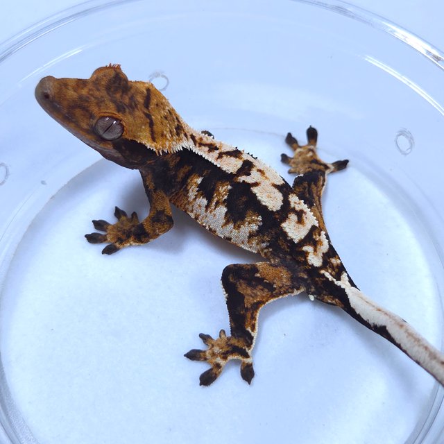 노멀 트라이 텐저린