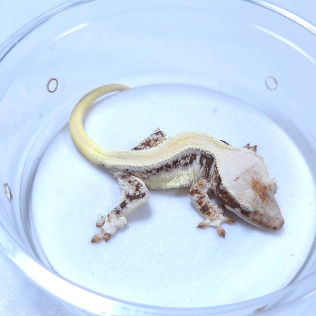 릴리화이트 솔리드백