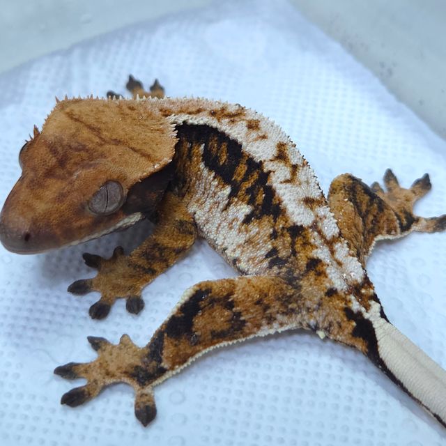 트라이 텐저린