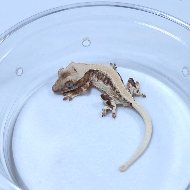 릴리화이트 크림시클 솔리드백