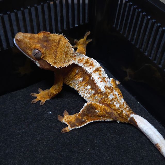 노멀 트라이 드리피 레드 텐저린