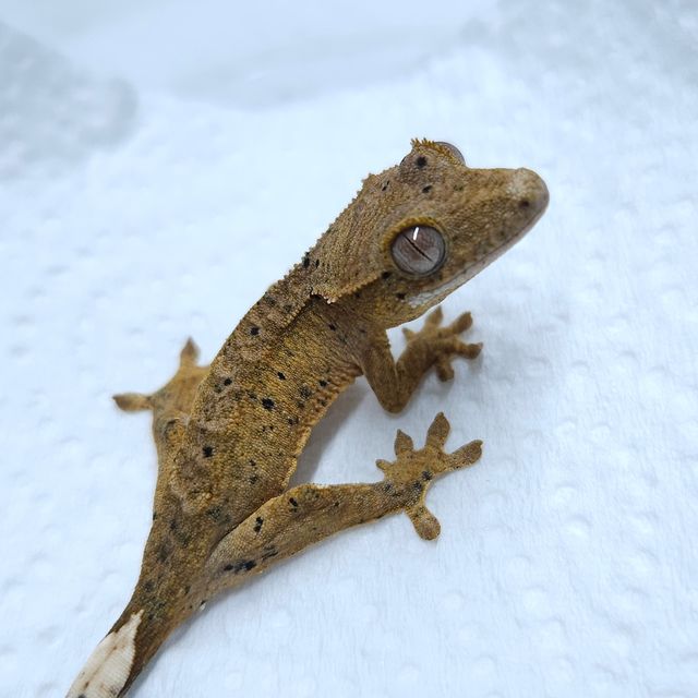 달마시안