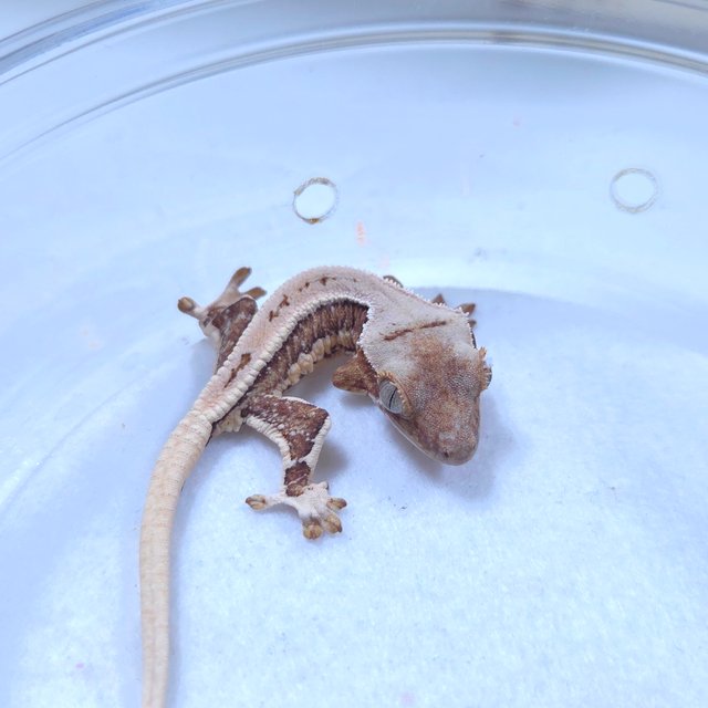 릴리화이트 크림시클