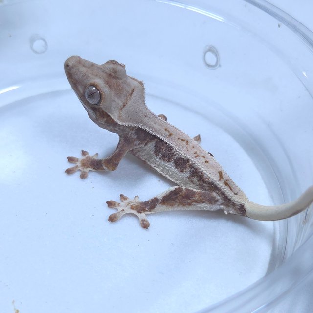 릴리화이트 레드