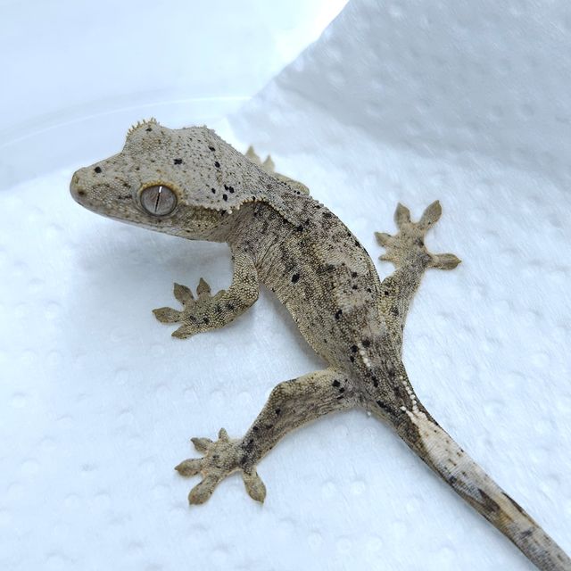 달마시안