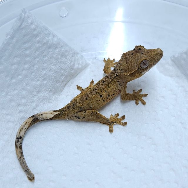 달마시안