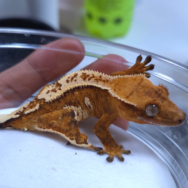 크림 크림시클 노멀