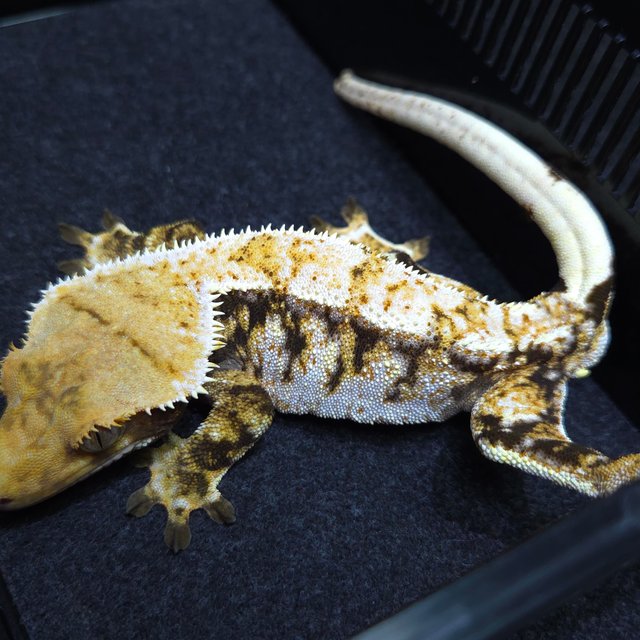 노멀 트라이 익스트림할리퀸 텐저린